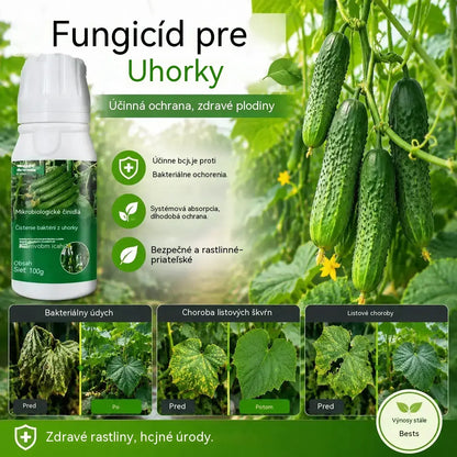 🥒🥒【3 fľaše】Systémový fungicíd na uhorky – Účinná kontrola bakteriálnych chorôb, žltých škvŕn a listových chorôb