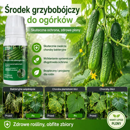 🥒🥒【3butelek】Systemiczny fungicyd do ogórków – skuteczna kontrola bakteriozy, żółtej plamistości i chorób liści