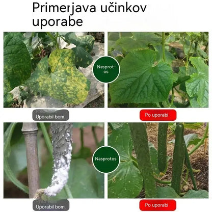 🥒🥒【3 steklenice】Sistemični fungicid za kumare – Učinkovit nadzor nad bakterijskimi boleznimi, rumenimi pegami in listnimi boleznimi